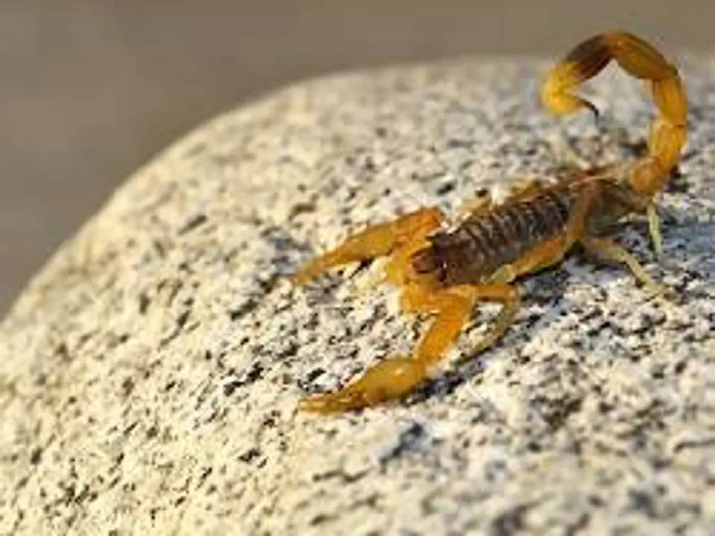 Alacranes: servicio profesional de control de plagas en el sureste