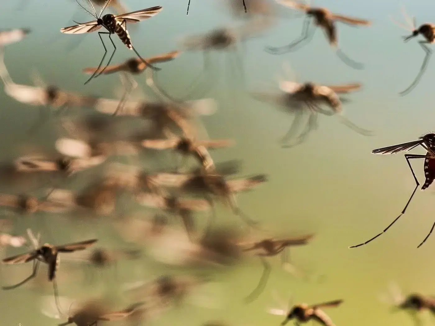 Mosquitos: servicio profesional de control de plagas en el sureste